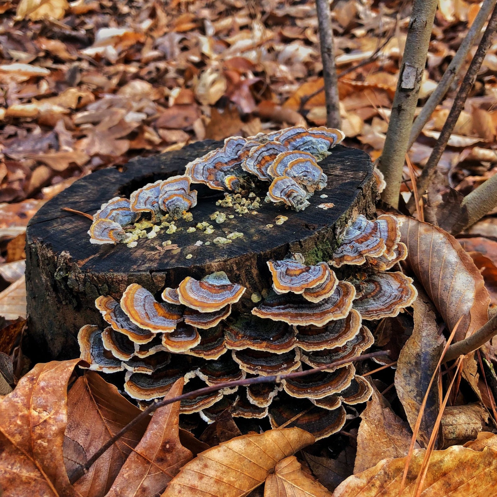 Wine and bar accessory bottle drape catches bottle drip in silk red tone with purple pink florets