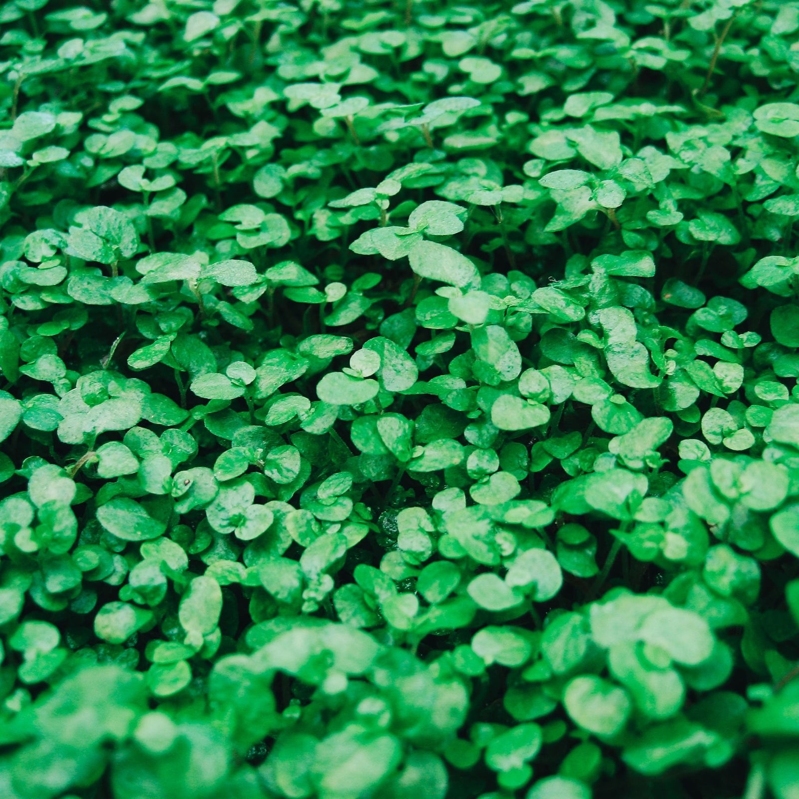 Wine and bar accessory bottle drape catches bottle drip in silk green tone houndstooth drapes elegantly on bottle